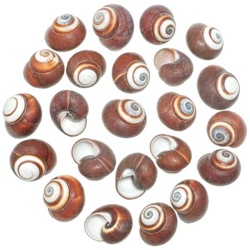 Coquillages helicostyla roissyana - 2 à 3 cm - Lot de 5