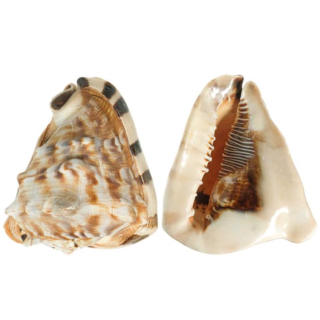 Coquillage cassis tuberosa - 15 à 17 cm - A l'unité