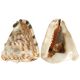 Coquillage cassis tuberosa - 15 à 17 cm - A l'unité