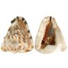 Coquillage cassis tuberosa - 15 à 17 cm - A l'unité