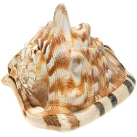 Coquillage cassis tuberosa - 15 à 17 cm - A l'unité