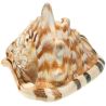 Coquillage cassis tuberosa - 15 à 17 cm - A l'unité