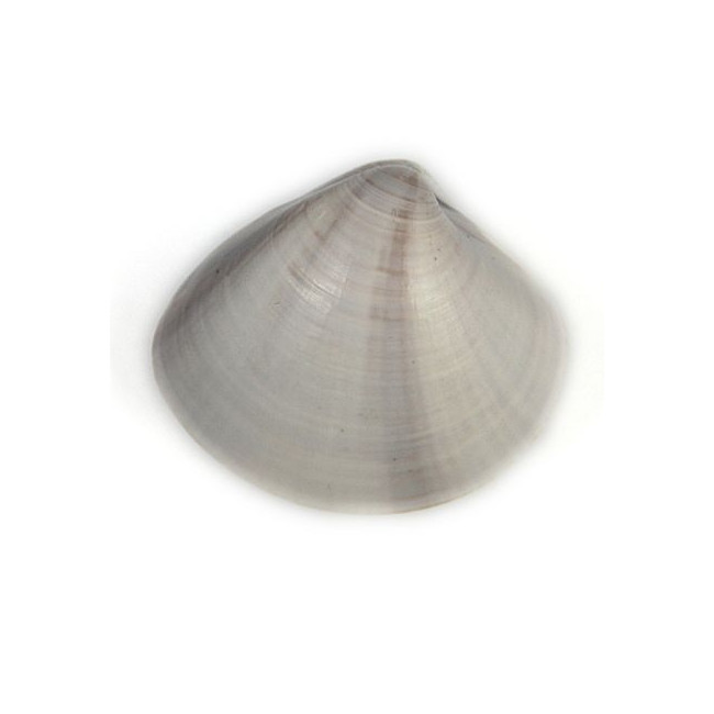 Coquillage meretrix lusoria entier