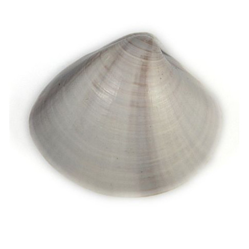Coquillage meretrix lusoria entier