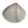 Coquillage meretrix lusoria entier
