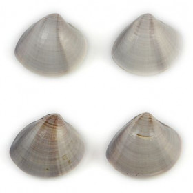 Coquillage meretrix lusoria entier