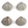 Coquillage meretrix lusoria entier