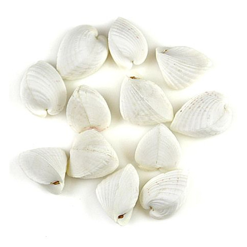 Coquillage hemicardium