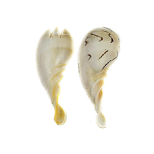 Couverts à salade taillés dans un coquillage voluta melo