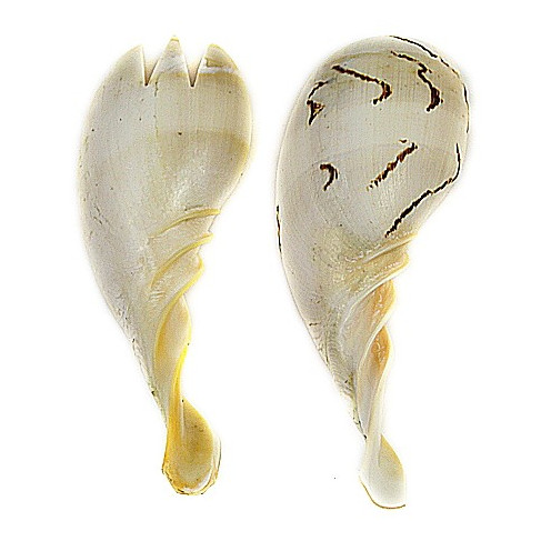 Couverts à salade taillés dans un coquillage voluta melo