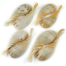 Couverts à salade taillés dans un coquillage voluta melo