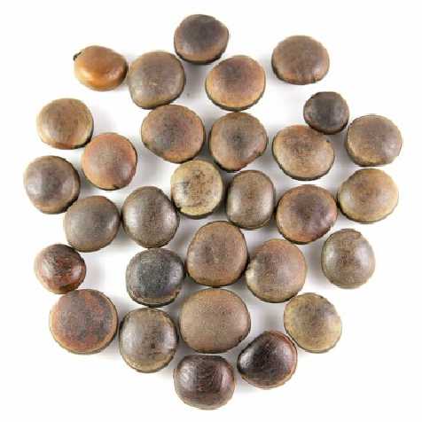Graines décoratives mucuna sloanei - 100 grammes