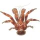 Crabe de cocotier naturalisé