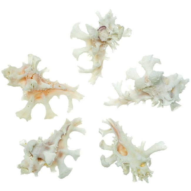 Coquillages murex zamboi - 3 à 4 cm - A l'unité
