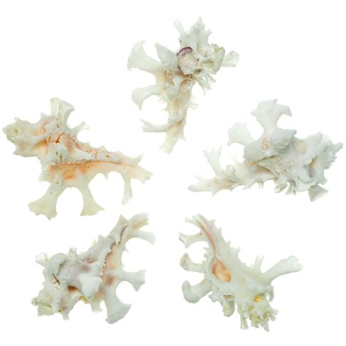 Coquillages murex zamboi - 3 à 4 cm - A l'unité
