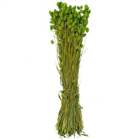 Bouquet fleurs séchées phalaris vert - 70 cm