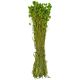 Bouquet fleurs séchées phalaris vert - 70 cm