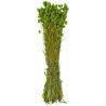 Bouquet fleurs séchées phalaris vert - 70 cm