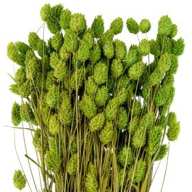Bouquet fleurs séchées phalaris vert - 70 cm