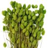 Bouquet fleurs séchées phalaris vert - 70 cm