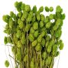 Bouquet fleurs séchées phalaris vert - 70 cm