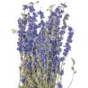 Bouquet fleurs séchées delphinium bleu - 60 cm