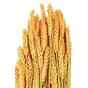 Bouquet séché de blé triticum orange - 70 cm