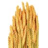 Bouquet séché de blé triticum orange - 70 cm