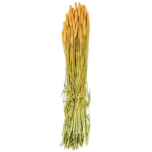 Bouquet séché de blé triticum orange - 70 cm