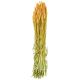 Bouquet séché de blé triticum orange - 70 cm