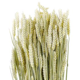 Bouquet séché de blé triticum - 70 cm