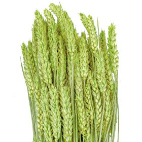 Bouquet séché de blé triticum vert - 70 cm