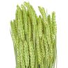 Bouquet séché de blé triticum vert - 70 cm