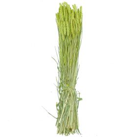 Bouquet séché de blé triticum vert - 70 cm