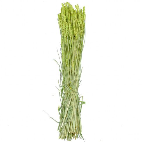 Bouquet séché de blé triticum vert - 70 cm