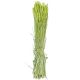 Bouquet séché de blé triticum vert - 70 cm