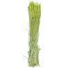 Bouquet séché de blé triticum vert - 70 cm
