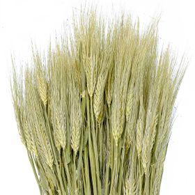 Bouquet d'orge - 70 cm