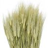 Bouquet d'orge - 70 cm