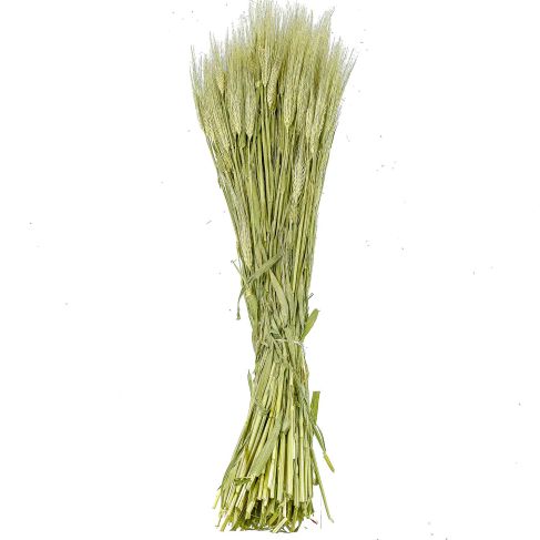 Bouquet d'orge - 70 cm