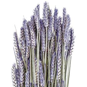 Bouquet séché de blé triticum pourpre - 70 cm