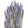 Bouquet séché de blé triticum pourpre - 70 cm
