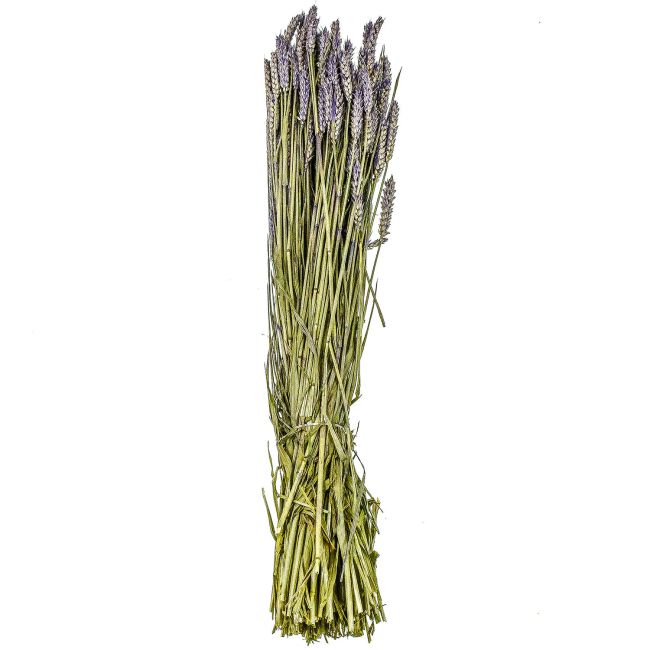 Bouquet séché de blé triticum pourpre - 70 cm