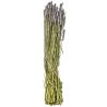 Bouquet séché de blé triticum pourpre - 70 cm