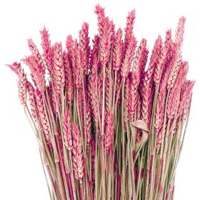 Bouquet séché de blé triticum rouge - 70 cm