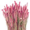 Bouquet séché de blé triticum rouge - 70 cm
