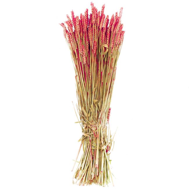 Bouquet séché de blé triticum rouge - 70 cm