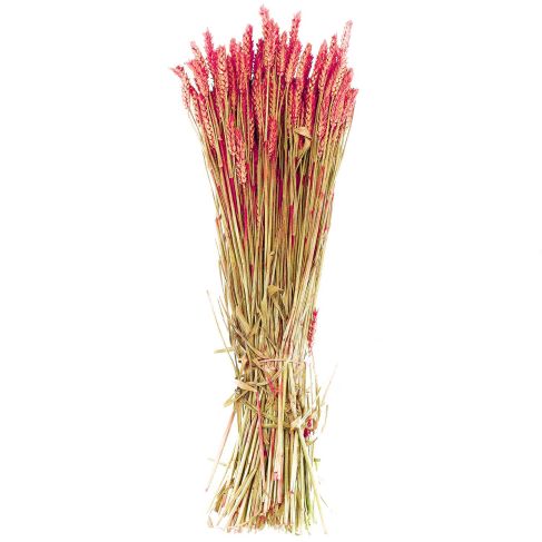 Bouquet séché de blé triticum rouge - 70 cm
