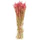Bouquet séché de blé triticum rouge - 70 cm