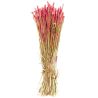 Bouquet séché de blé triticum rouge - 70 cm